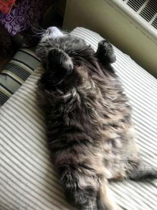 Illustration de l'article : 18 photos de chats qui aiment montrer leur ventre