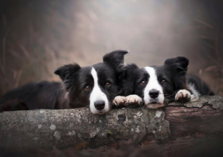 Illustration de l'article : Découvrez 10 chiens à la longévité remarquable 
