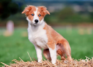 Illustration de l'article : Découvrez 10 chiens à la longévité remarquable 