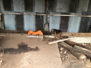 Illustration de l'article : Obligée de creuser dans la terre pour accoucher, une chienne détenue dans d’horribles conditions rêvait d’une vie meilleure pour elle et ses petits