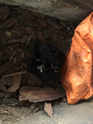 Illustration de l'article : Obligée de creuser dans la terre pour accoucher, une chienne détenue dans d’horribles conditions rêvait d’une vie meilleure pour elle et ses petits