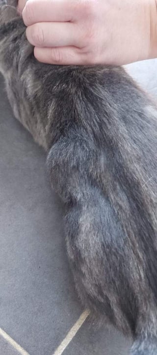 Illustration de l'article : Victime d'une attaque de rapace, ce chaton errant et blessé retombe sur ses pattes avec l'aide d'une association nordiste (vidéo)