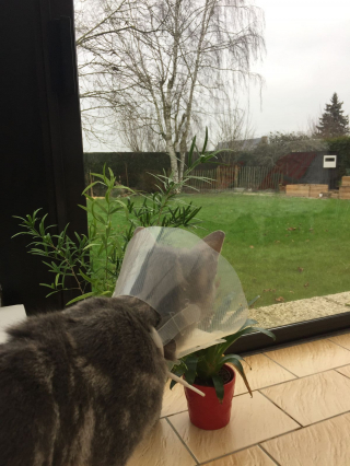 Illustration de l'article : Victime d'une attaque de rapace, ce chaton errant et blessé retombe sur ses pattes avec l'aide d'une association nordiste (vidéo)