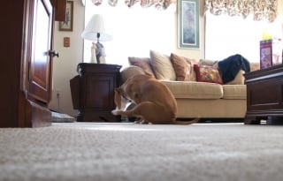 Illustration de l'article : Votre chien traîne ses fesses sur le sol ? Un spécialiste explique les causes de ce comportement qui amuse et intrigue