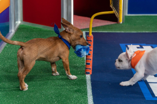 Illustration de l'article : Retour sur le Puppy Bowl 2022 : le Super Bowl des chiots issus de refuges, réunis pour un faux match de football américain puis proposés à l'adoption