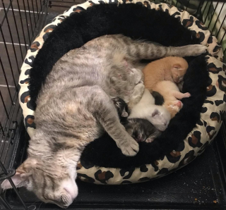 Illustration de l'article : Une chatte et ses chatons abandonnés dans une caisse de transport sur le trottoir heureux de profiter de leur nouveau nid douillet