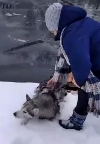 Illustration de l'article : Une femme de 65 ans brave l'eau glacée d'une rivière en sous-vêtements pour sauver la vie d'un Husky (vidéo)
