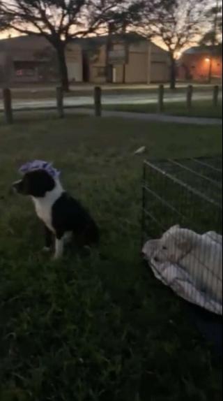 Illustration de l'article : Un chien errant monte la garde auprès de sa meilleure amie blessée jusqu'à ce qu'ils soient secourus ensemble (vidéo)