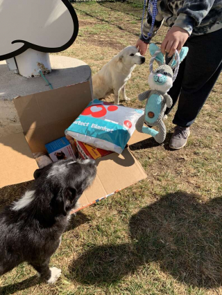 Illustration de l'article : Un chien errant monte la garde auprès de sa meilleure amie blessée jusqu'à ce qu'ils soient secourus ensemble (vidéo)