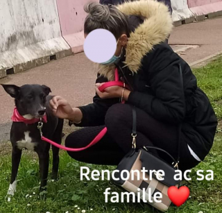 Illustration de l'article : Quand l'amour triomphe du mal : une chienne battue et attachée sur un rond-point finit par voir le bout du tunnel
