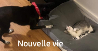 Illustration de l'article : Quand l'amour triomphe du mal : une chienne battue et attachée sur un rond-point finit par voir le bout du tunnel