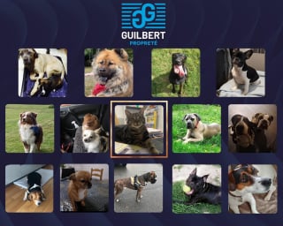 Illustration de l'article : Chiens, chats, oiseaux : chez Guilbert Propreté, les animaux de compagnie sont accueillis à bras ouverts