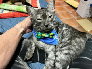 Illustration de l'article : Découvrez en 20 photos une maison spécialement aménagée pour une vingtaine de chats !