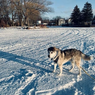 Illustration de l'article : Il rencontre un chien gravement blessé dont "l'âme est brisée" et décide de ne jamais s'en séparer
