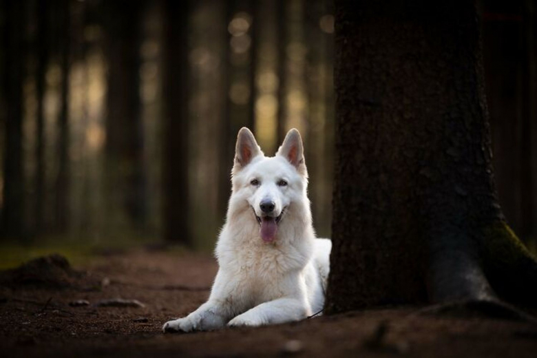 https://www.woopets.fr/assets/ckeditor/2022/feb/actualities/13202/xl/8A6A0609-6212463f4c35f__700.jpg