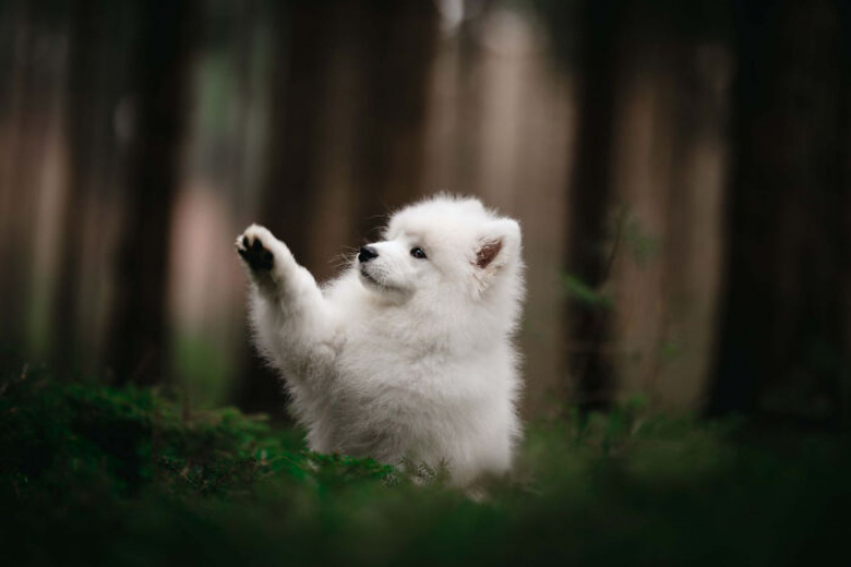 https://www.woopets.fr/assets/ckeditor/2022/feb/actualities/13202/xl/8A6A3340-1-621245832af97__700.jpg