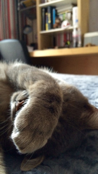 Illustration de l'article : Un chaton retrouvé enfermé dans une boîte remplie de lait et jetée à la poubelle se voit offrir une seconde chance de vivre