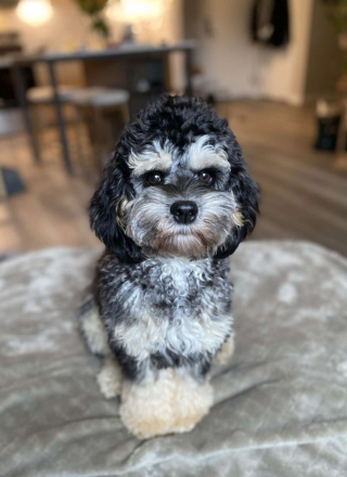 Illustration de l'article : 20 photos de Cockapoo au pelage tout doux et bouclé