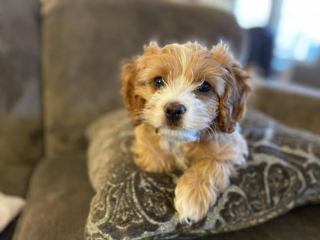 Illustration de l'article : 20 photos de Cockapoo au pelage tout doux et bouclé