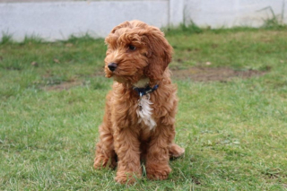 Illustration de l'article : 20 photos de Cockapoo au pelage tout doux et bouclé