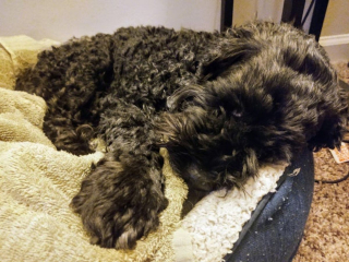 Illustration de l'article : 20 photos de Cockapoo au pelage tout doux et bouclé