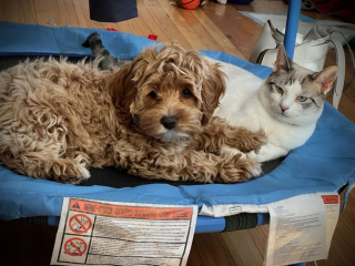 Illustration de l'article : 20 photos de Cockapoo au pelage tout doux et bouclé
