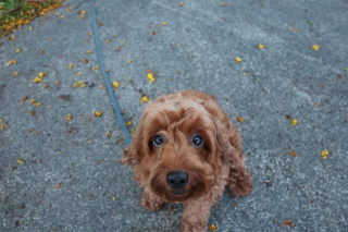 Illustration de l'article : 20 photos de Cockapoo au pelage tout doux et bouclé
