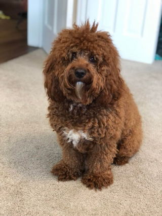 Illustration de l'article : 20 photos de Cockapoo au pelage tout doux et bouclé