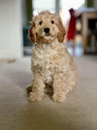 Illustration de l'article : 20 photos de Cockapoo au pelage tout doux et bouclé