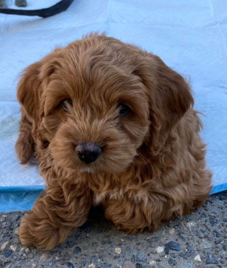 Illustration de l'article : 20 photos de Cockapoo au pelage tout doux et bouclé