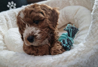 Illustration de l'article : 20 photos de Cockapoo au pelage tout doux et bouclé