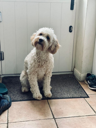 Illustration de l'article : 20 photos de Cockapoo au pelage tout doux et bouclé