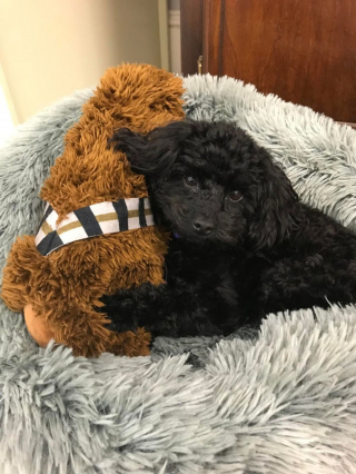 Illustration de l'article : 20 photos de Cockapoo au pelage tout doux et bouclé