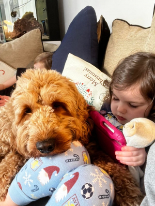 Illustration de l'article : 20 photos de Cockapoo au pelage tout doux et bouclé