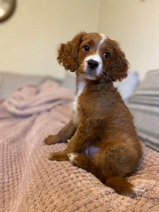 Illustration de l'article : 20 photos de Cockapoo au pelage tout doux et bouclé