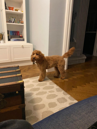 Illustration de l'article : 20 photos de Cockapoo au pelage tout doux et bouclé