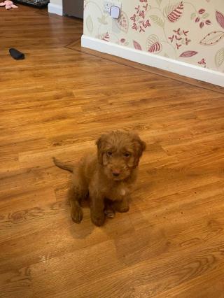 Illustration de l'article : 20 photos de Cockapoo au pelage tout doux et bouclé