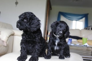 Illustration de l'article : 20 photos de Cockapoo au pelage tout doux et bouclé