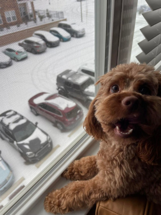 Illustration de l'article : 20 photos de Cockapoo au pelage tout doux et bouclé