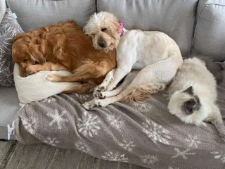 Illustration de l'article : Coincée dans une épaisse couche de neige, cette chienne affaiblie et déshydratée fait l'objet d'une opération de sauvetage (vidéo)
