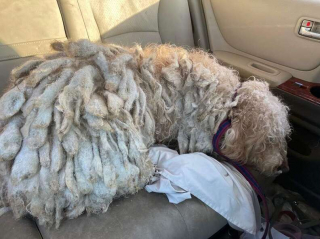 Illustration de l'article : Coincée dans une épaisse couche de neige, cette chienne affaiblie et déshydratée fait l'objet d'une opération de sauvetage (vidéo)