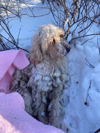 Illustration de l'article : Coincée dans une épaisse couche de neige, cette chienne affaiblie et déshydratée fait l'objet d'une opération de sauvetage (vidéo)