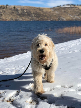 Illustration de l'article : 20 Goldendoodles irrésistiblement mignons qui vous feront craquer