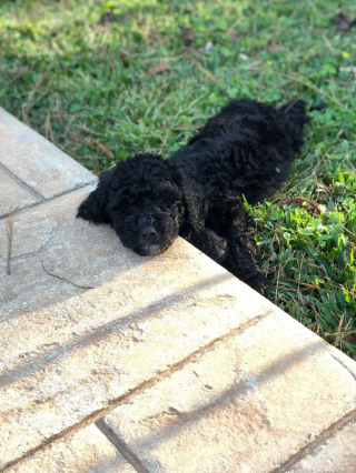 Illustration de l'article : 20 Goldendoodles irrésistiblement mignons qui vous feront craquer