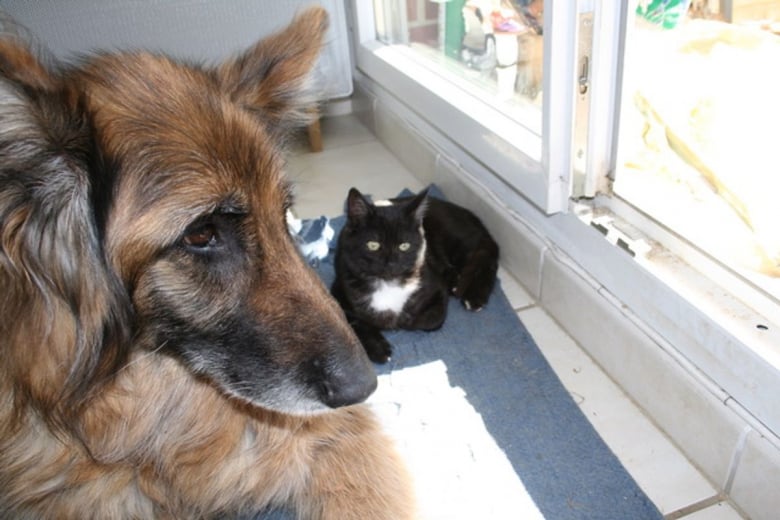 https://www.woopets.fr/assets/ckeditor/2022/feb/actualities/13226/xl/tometjerry7.jpg
