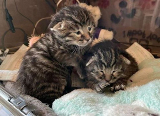Illustration de l'article : Seuls survivants d'une portée, ces 2 chatons minuscules et inséparables témoignent d'une forte volonté de vivre