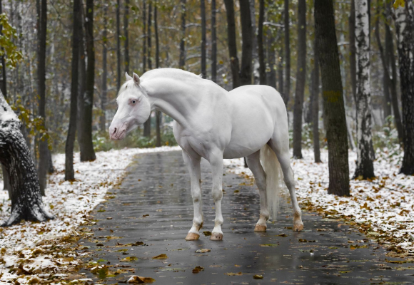 Les différentes robes des chevaux : alezan, bai, noir, gris, pie, rouan...