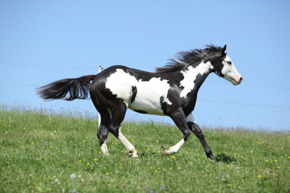 Cheval Pie Roux Les différentes robes des chevaux : alezan, bai, noir, gris, pie, rouan...