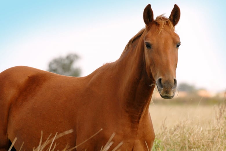 Les différentes robes des chevaux alezan, bai, noir, gris, pie, rouan...