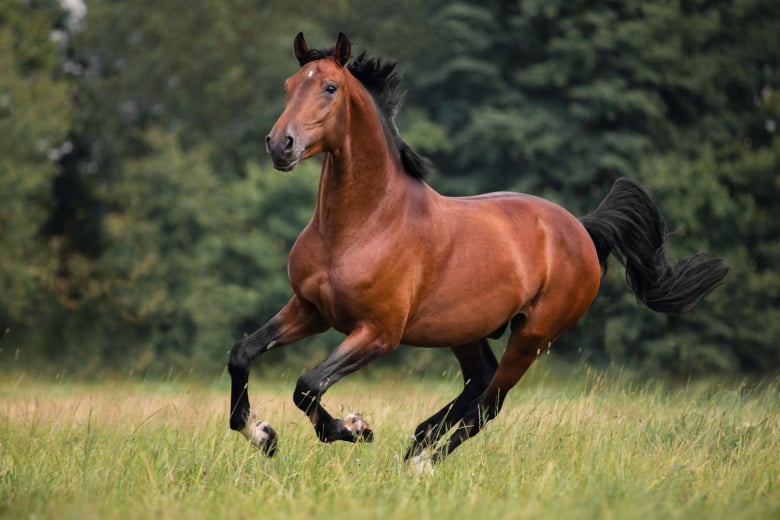 Les différentes robes des chevaux alezan, bai, noir, gris, pie, rouan...